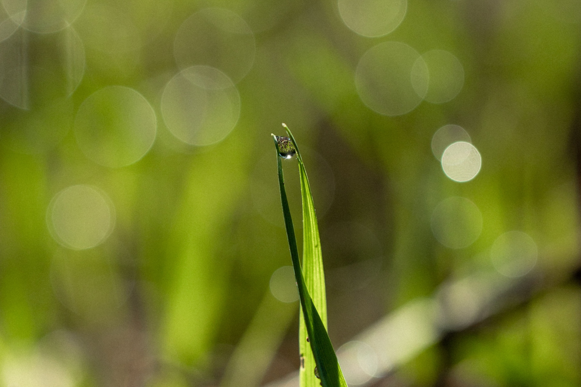 Close-up of young oat blades