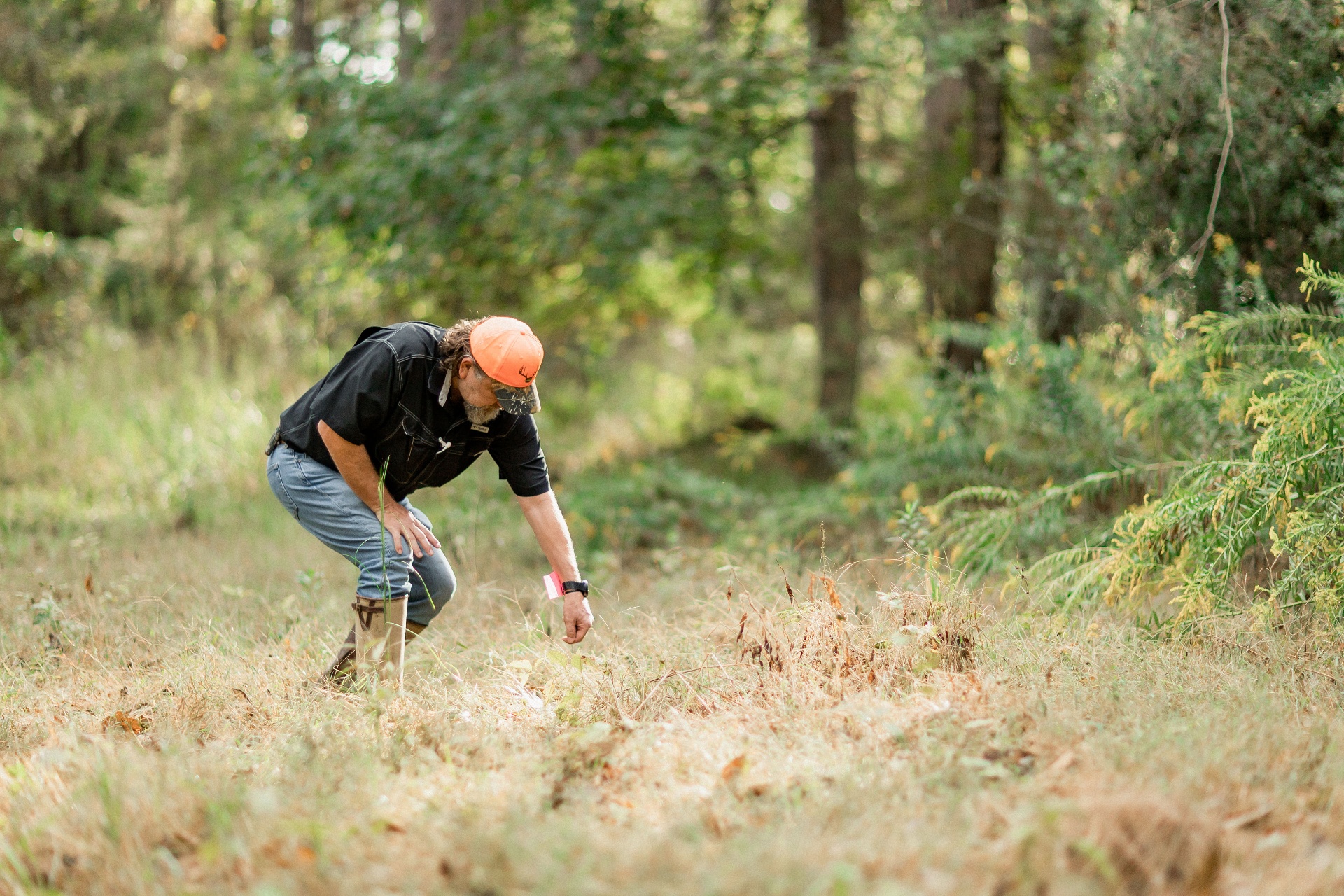 A hunter with a trophy whitetail buck in a lush food plot