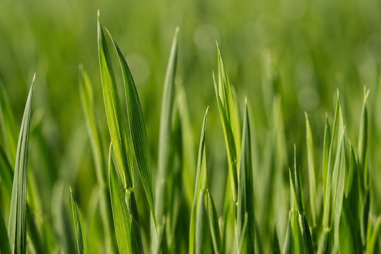 Buck Forage Oats